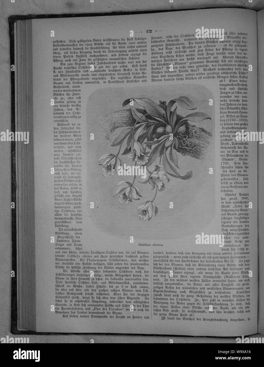 Die Gartenlaube (1891) 172 Stock Photo Alamy