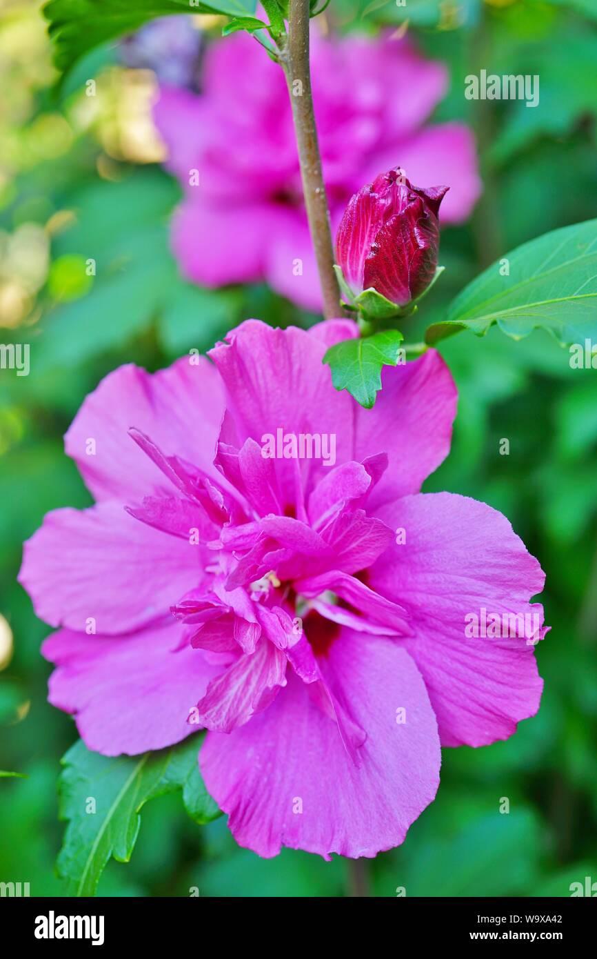 Pink Rose of Sharon hibiscus syriacus double ruffled flower in bloom ...