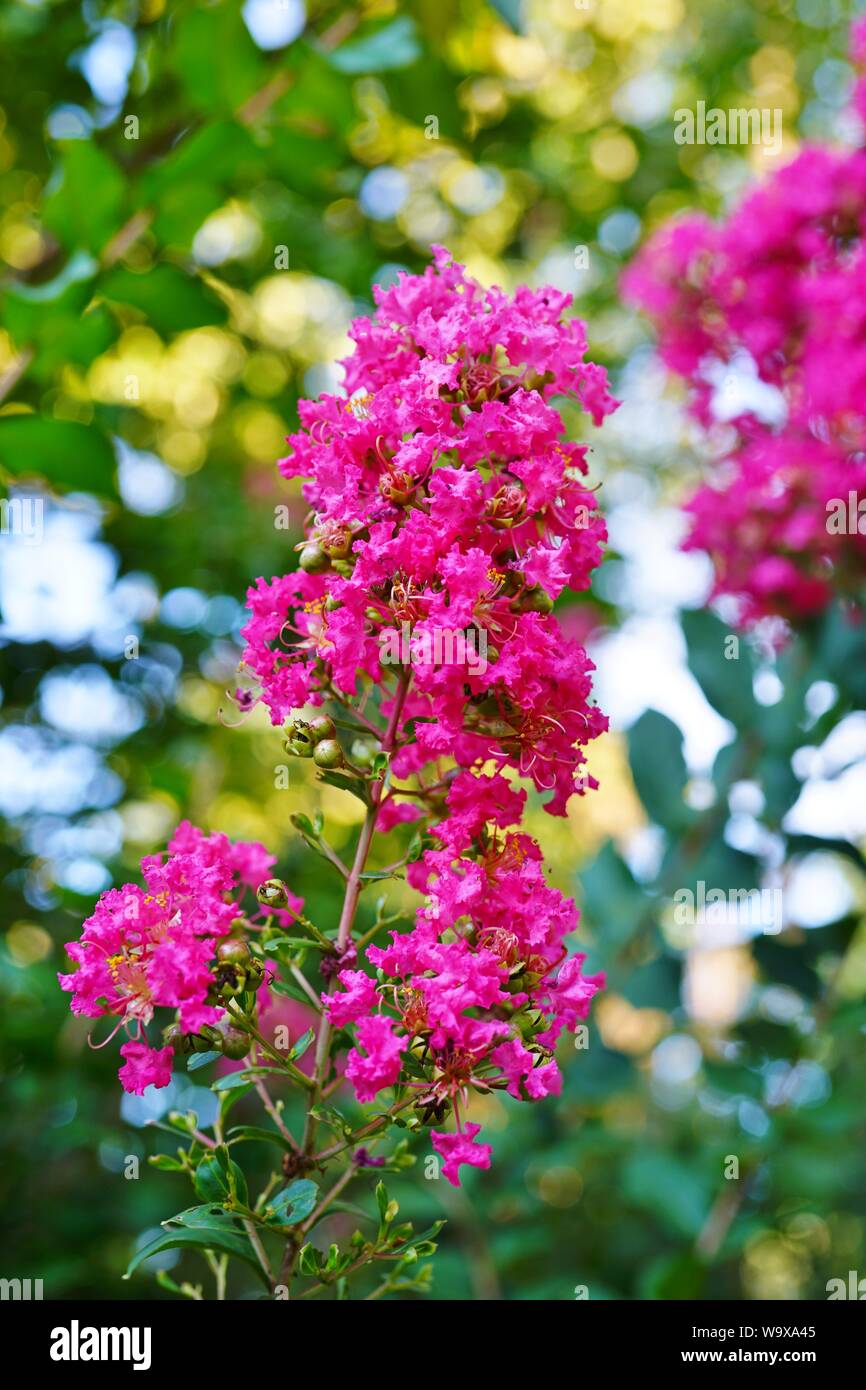 Pink flower clusters of a crape myrtle tree (lagerstroemia) in bloom in summer Stock Photo Alamy