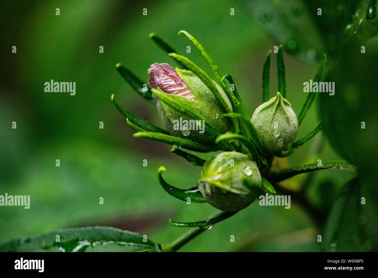 Colourful Green and Pink Rose of Sharon Buds Isolated Depth of Field Stock Photo
