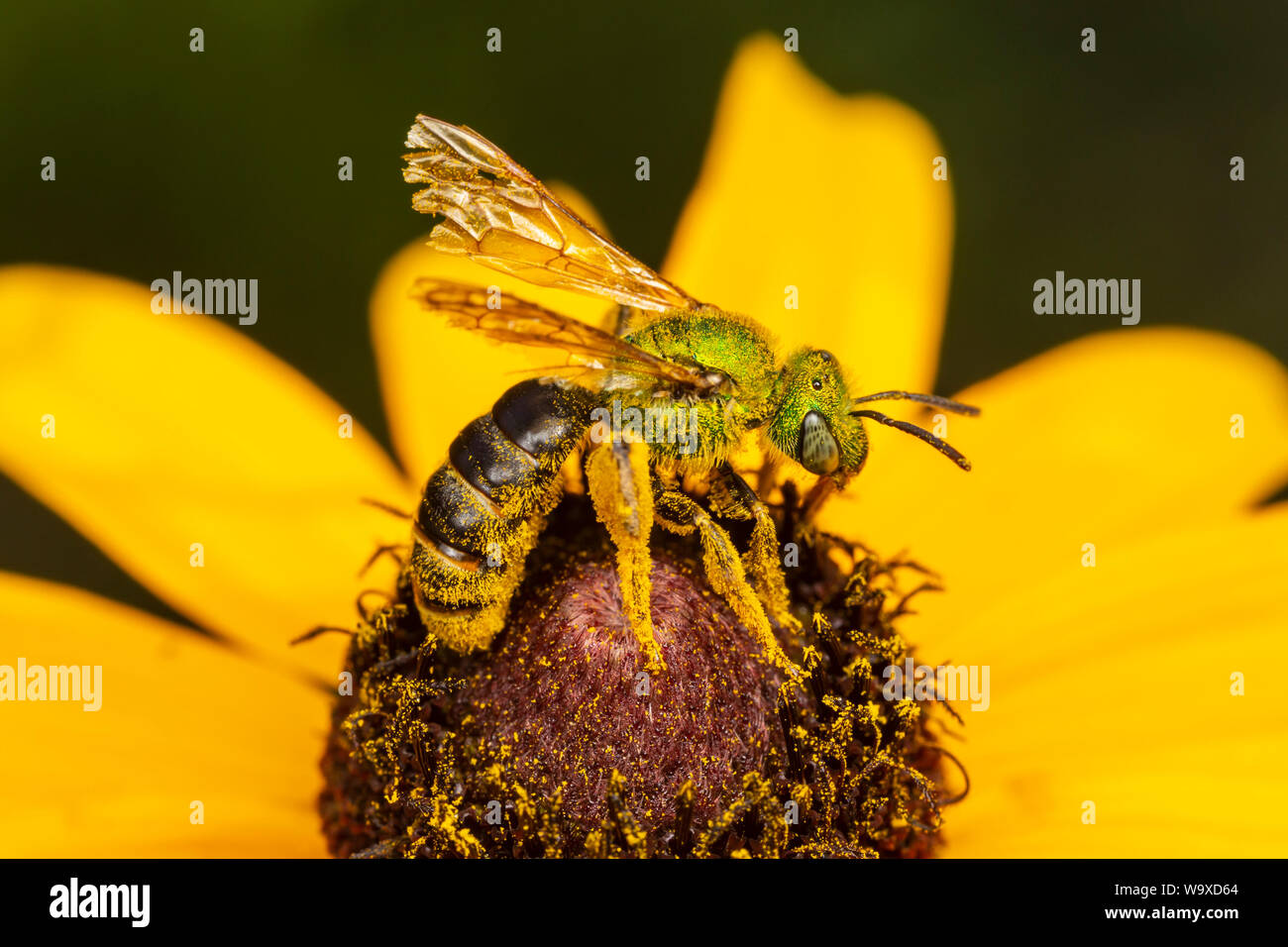 A female Bicolored Striped-Sweat Bee (Agapostemon virescens) collects nectar and pollen on a Black-eyed Susan flower. Stock Photo