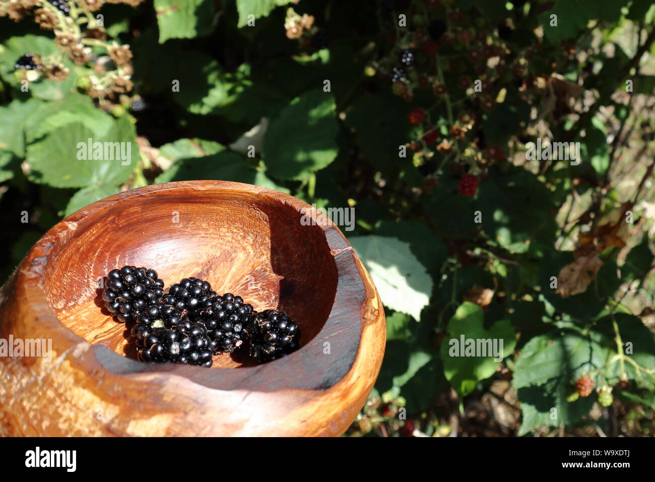 a few blackberries in a wooden bowl with blackberry brambles in the background Stock Photo