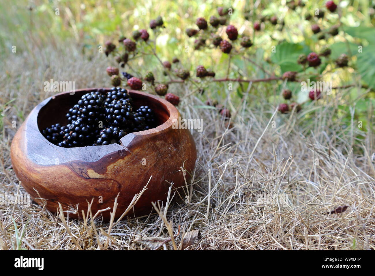local blackberries harvested in a bowl sitting on dry grass with unripe blackberries brambles in the background Stock Photo
