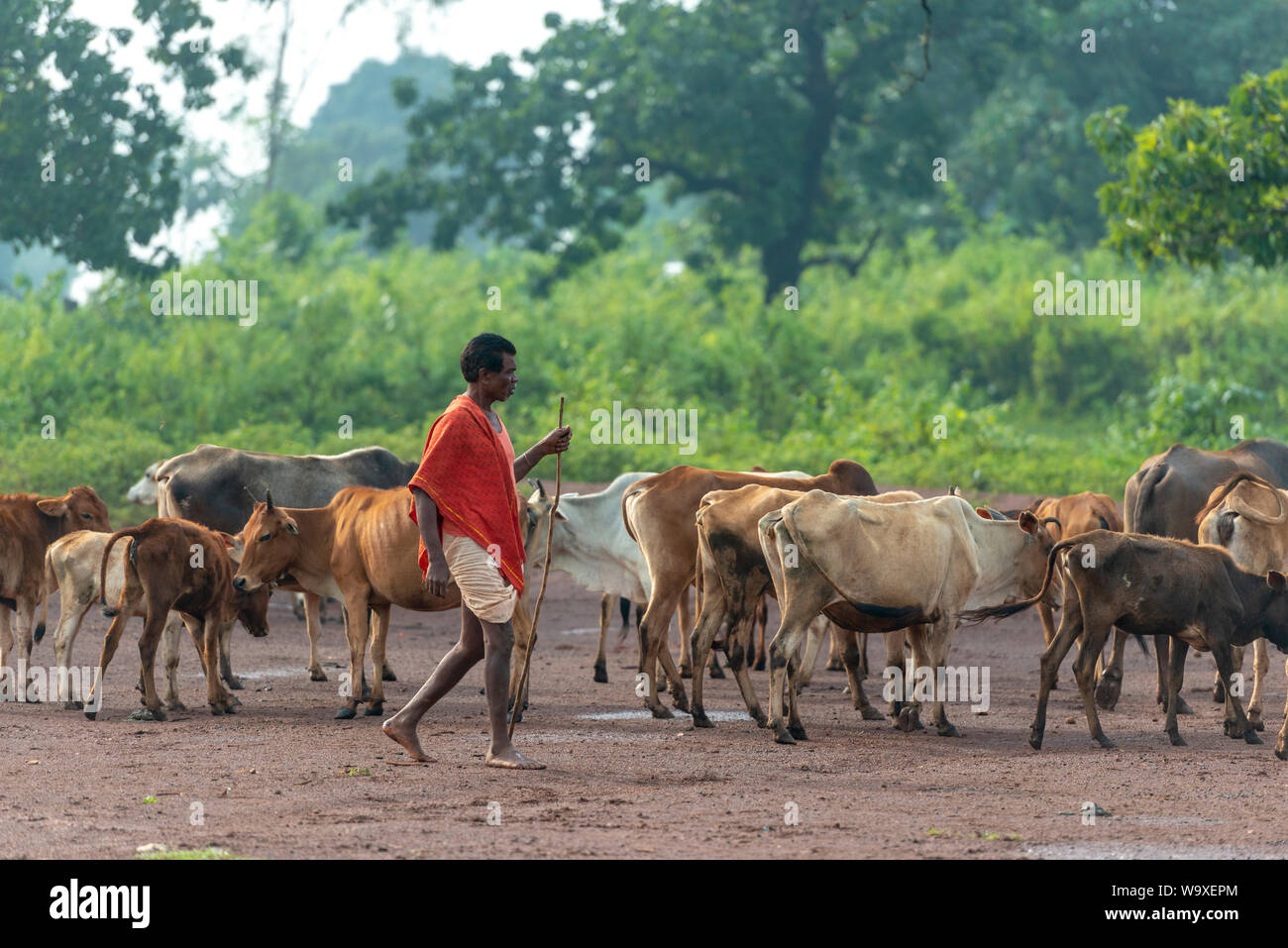 Villager carrying his livestock for grazing near jagdalpur,Chhattisgarh