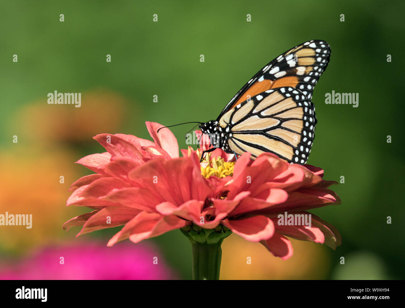 Closeup of Monarch Butterfly ( Danaus plexippus) taking nectar from Zinnia flower. Stock Photo