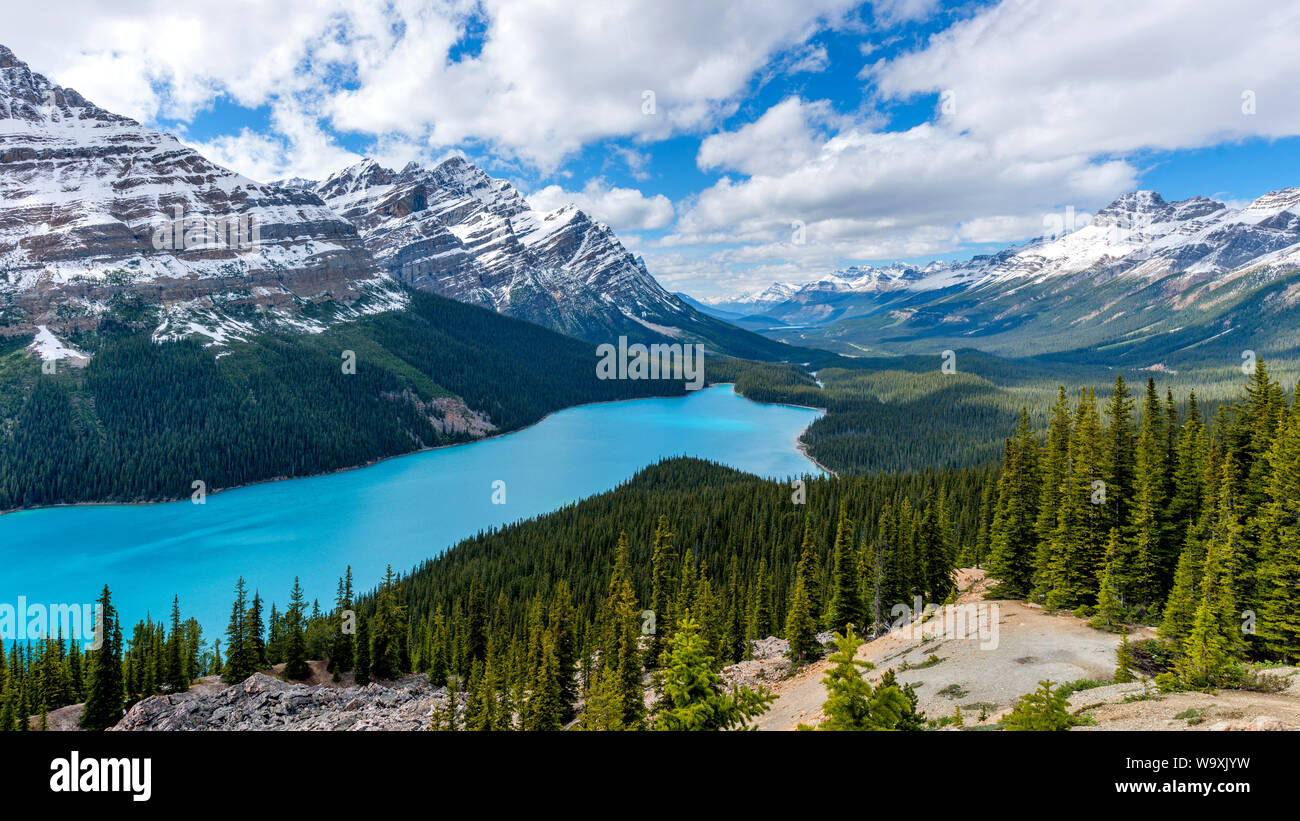 Peyto Lake - A panoramic view of bright blue Peyto Lake surrounded by ...