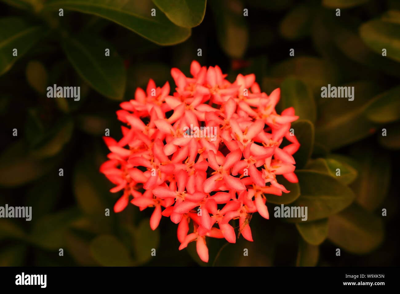 Closeup of pink ixora or spike flowers blooming in garden, selective focus Stock Photo