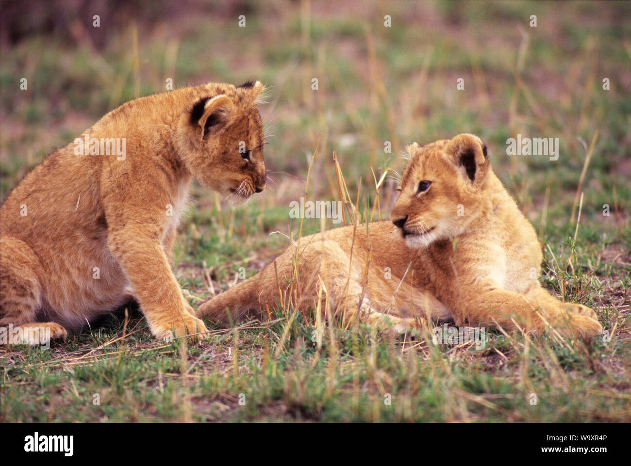 Masai mara game reserve lion hi-res stock photography and images - Alamy