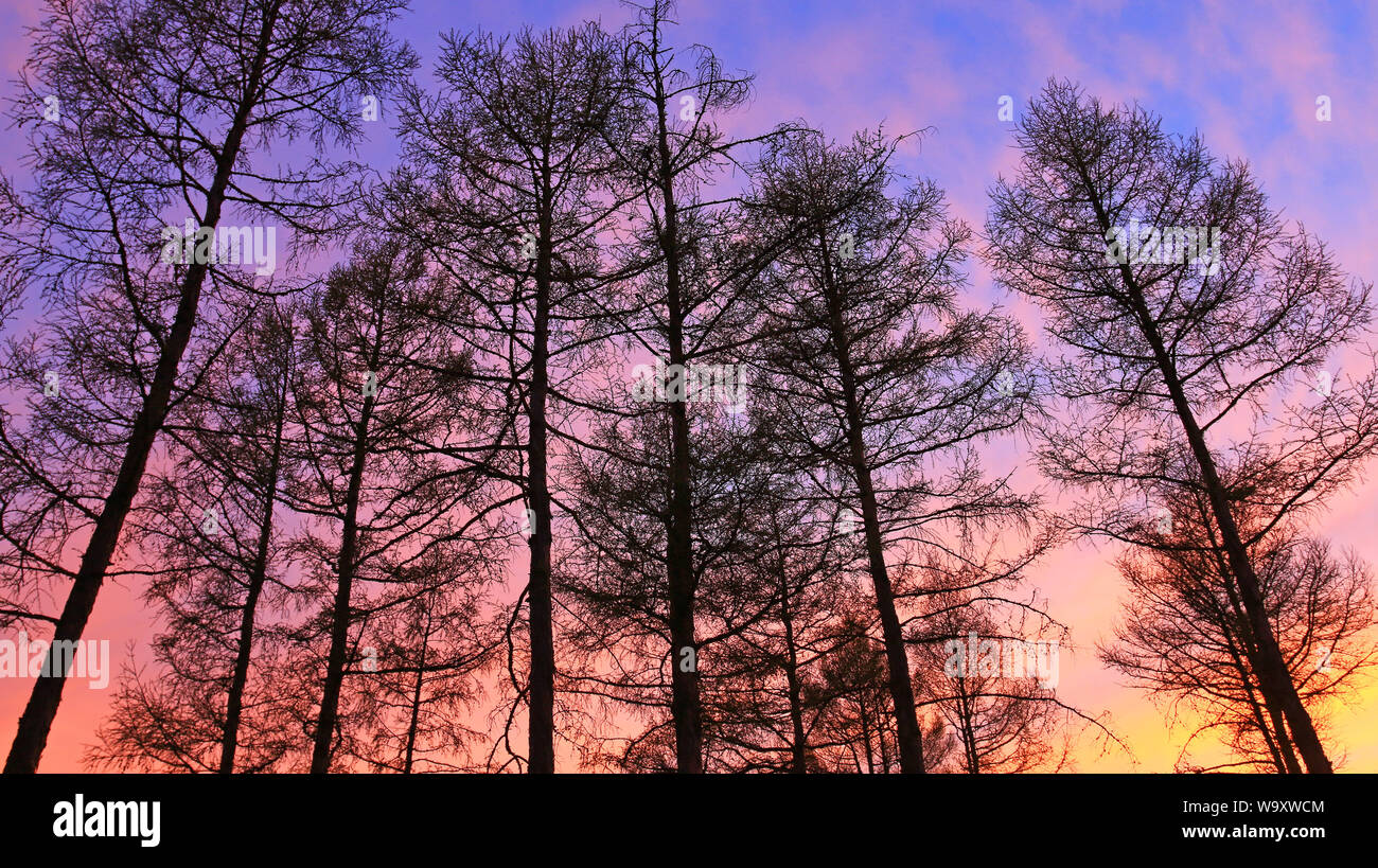 Pine afterglow Stock Photo