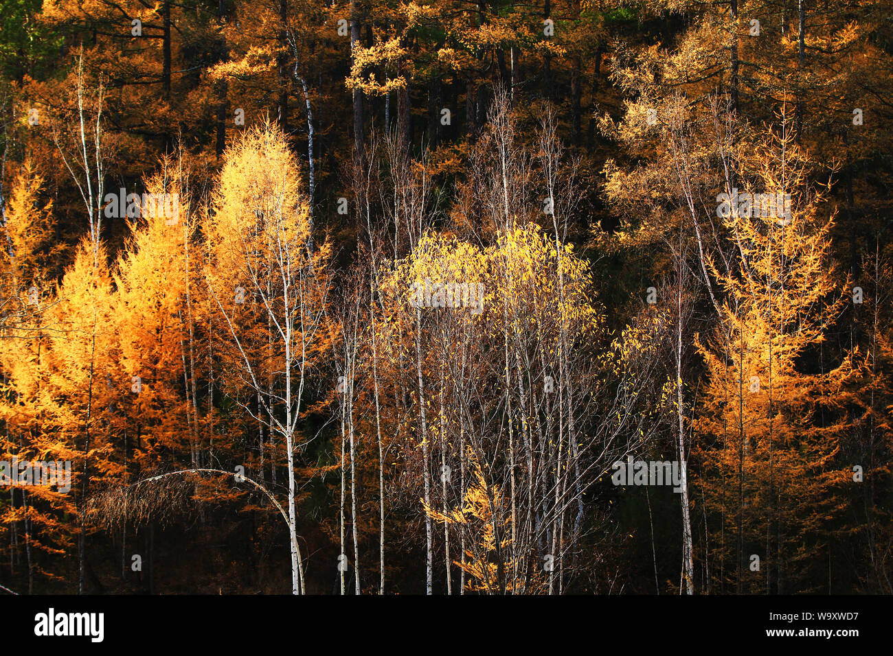 Late autumn gold hi-res stock photography and images - Alamy