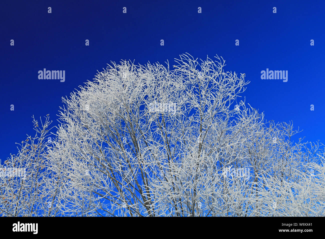 The greater hinggan mountains, trees China Stock Photo Alamy