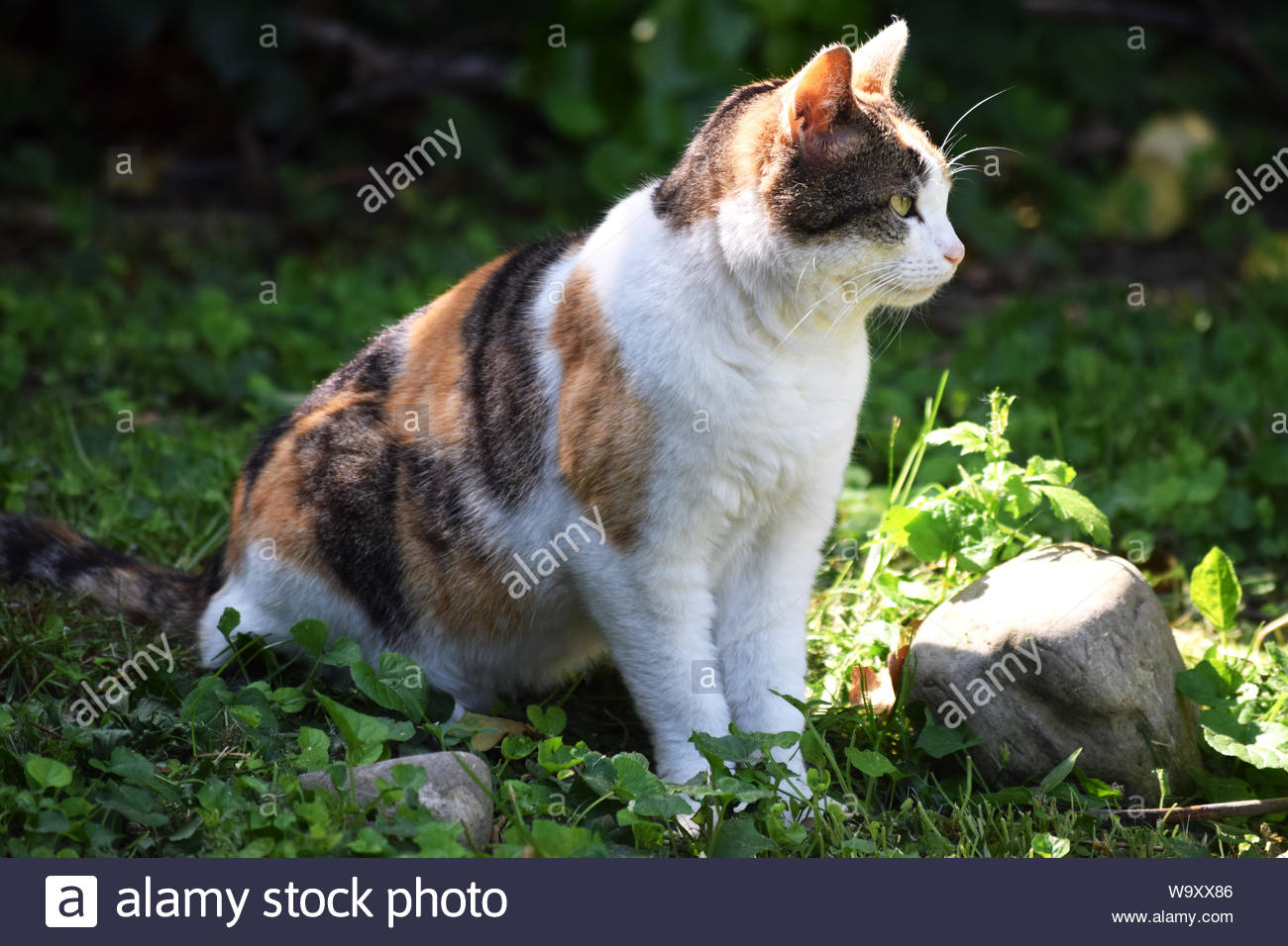 Calico Cat Sitting On Grass Stock Photo 264278790 Alamy