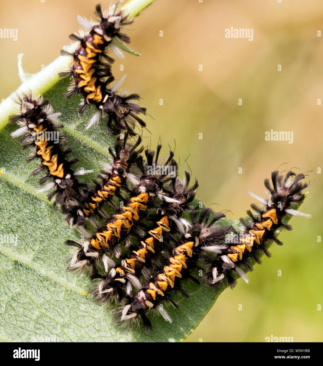 Group of Milkweed Tussock Moth (Euchaetes egle) feeding on milkweed flower Stock Photo