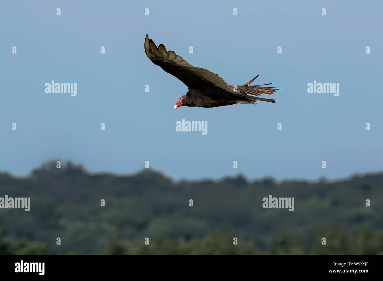 Turkey vulture flying over Des Moines River, Iowa Stock Photo Alamy