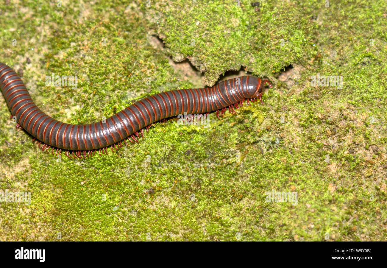 Cylindroiulus, Myriapoda red led centipede on a green moss Stock Photo
