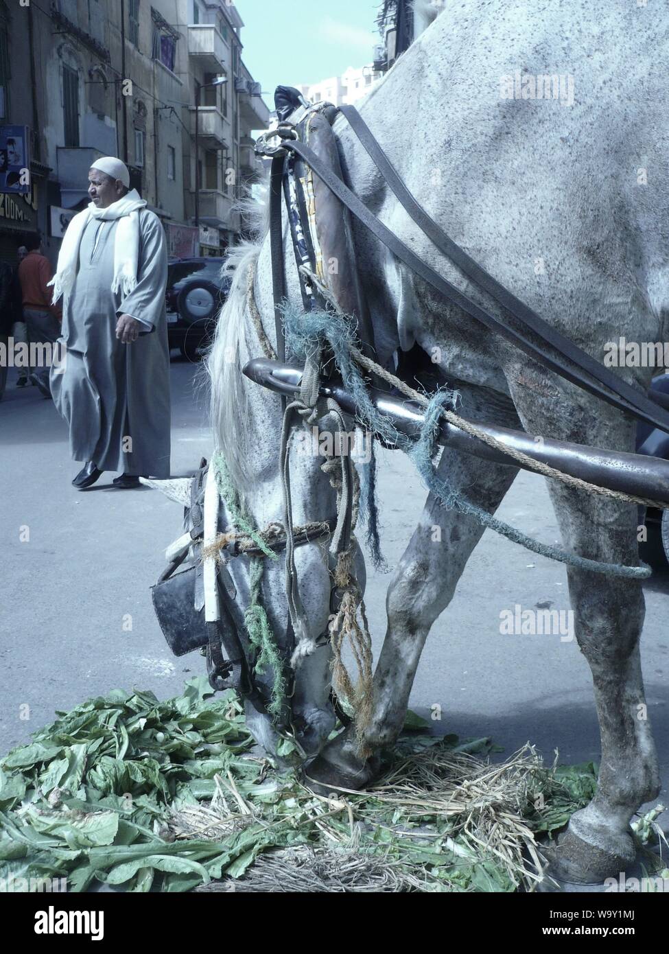 A horse taking a break in Alexandria, Egypt Stock Photo