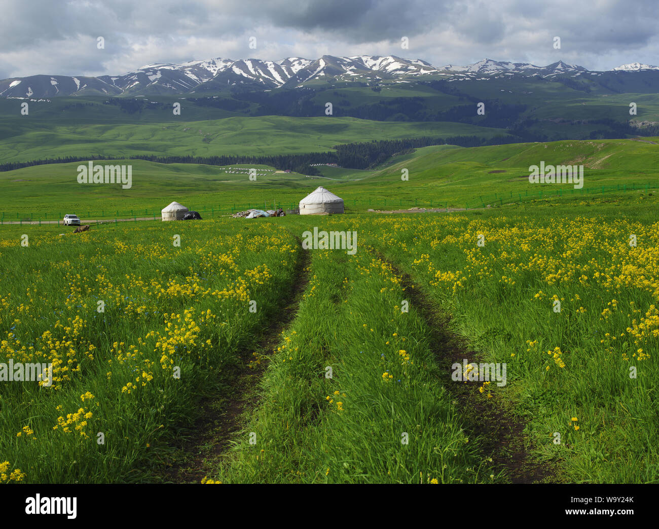 The road of grassland Stock Photo Alamy