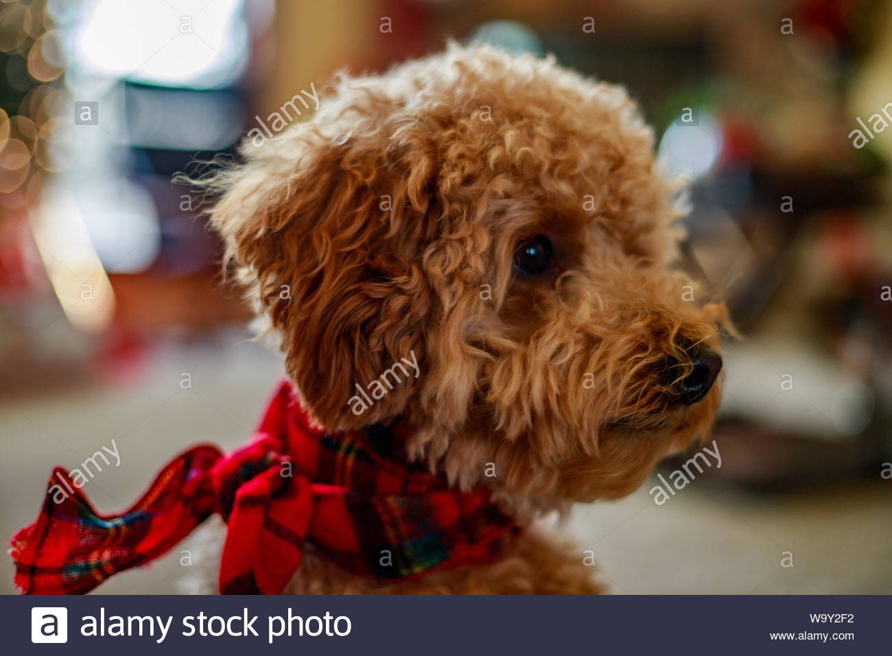 Short Coat Beige Dog Stock Photo 264282118 Alamy