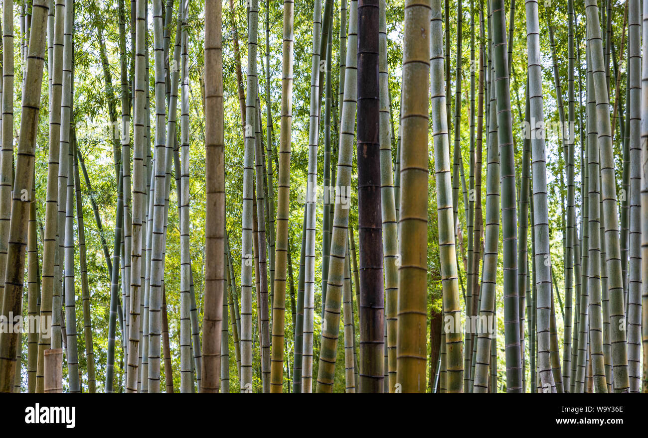 Bamboo trees grow in Japanese forest Stock Photo Alamy