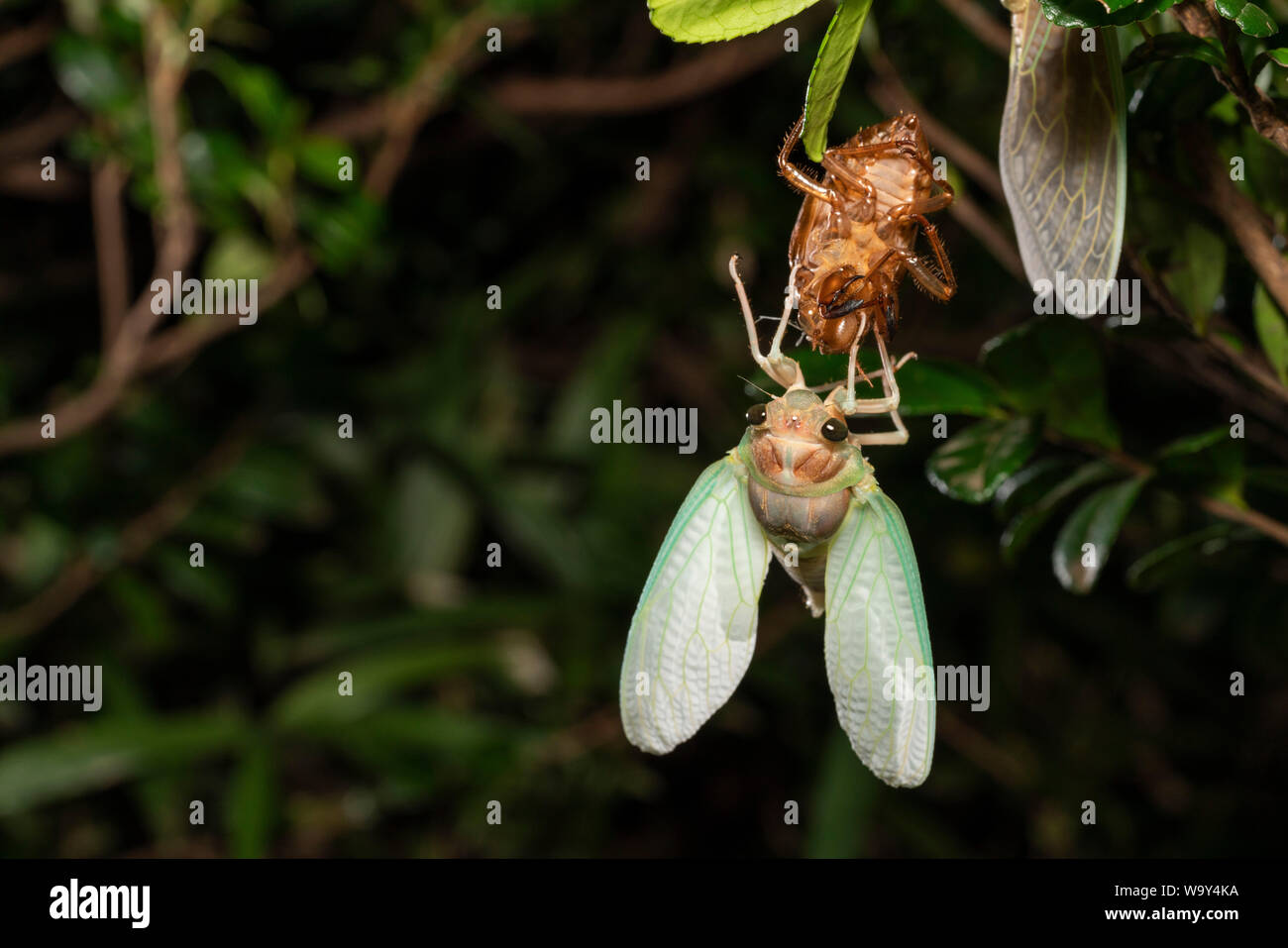 Emergence of Large brown cicada ( Graptopsaltria nigrofuscata ), Setagaya-Ku, Tokyo, Japan Stock Photo