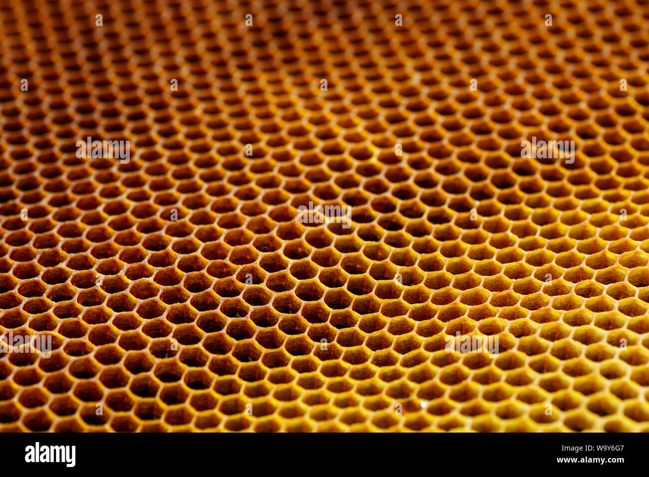 Background texture of a section of wax honeycomb from a bee hive filled with golden honey . Beekeeping concept Stock Photo