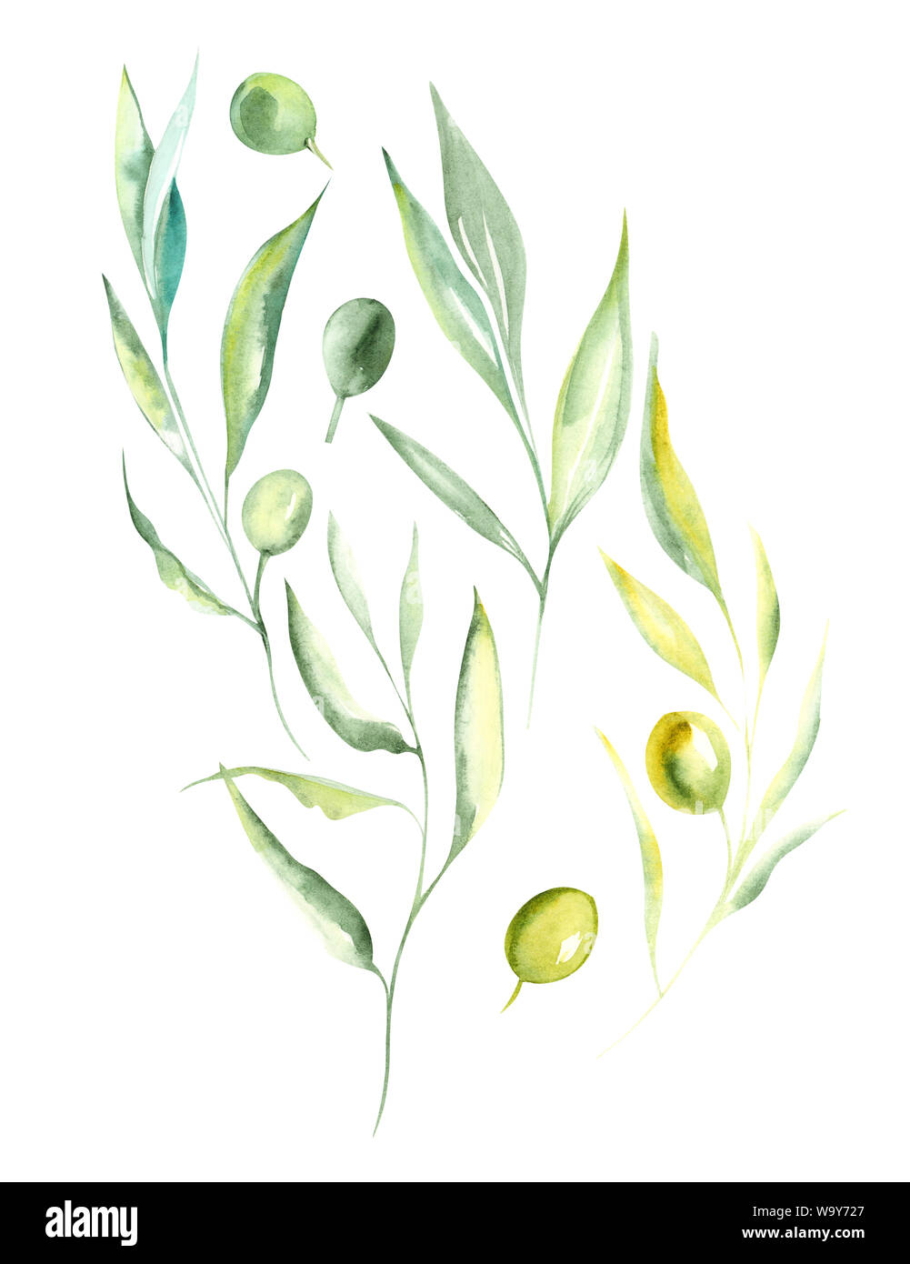 Illustration watercolor drawing green color of branches and olive ...