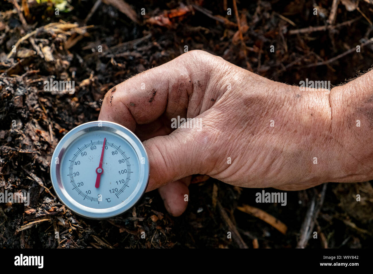 Compost thermometer reading a measurement of almost 70 degrees Celsius. Stock Photo