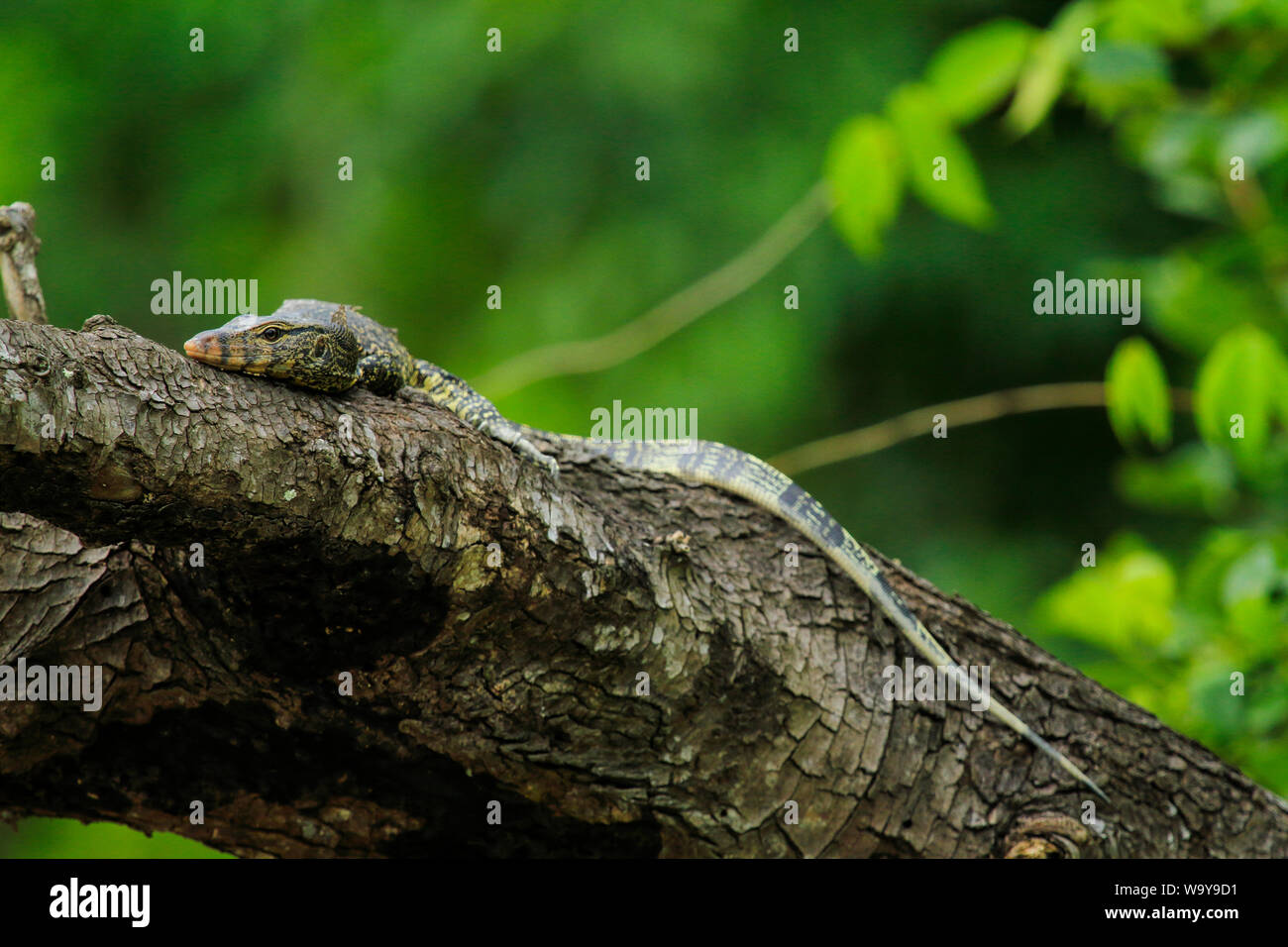 A Monitor lizard at the Katka Wildlife Sanctuary in Sundarbans. Bagerhat, Bangladesh. Stock Photo