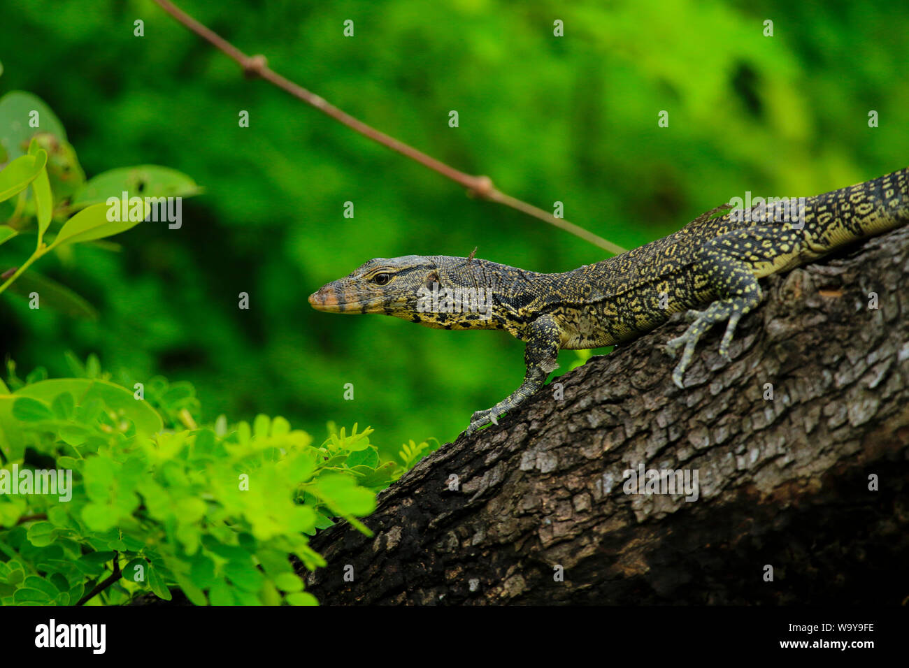 A Monitor lizard at the Katka Wildlife Sanctuary in Sundarbans. Bagerhat, Bangladesh. Stock Photo