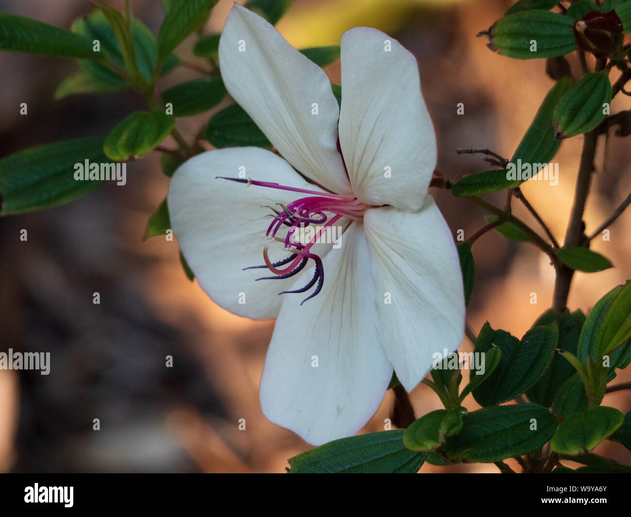 Pretty white Tibouchina Flower, Pink and purple stamens in centre, green leaves, sunlit orange brown background Stock Photo