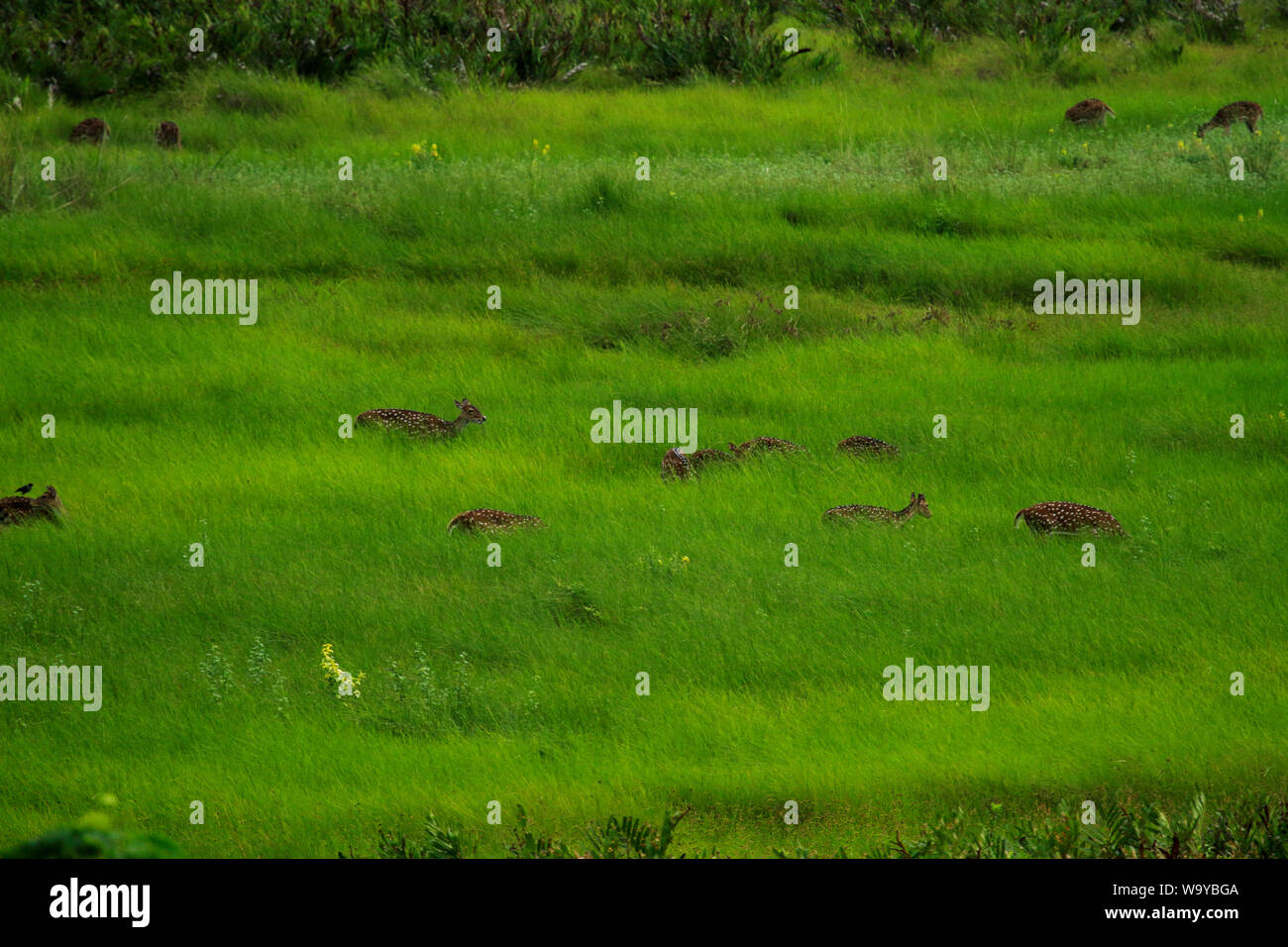 Spotted deer in Sundarbans, the largest mangrove forest in the world. Bangladesh. Stock Photo