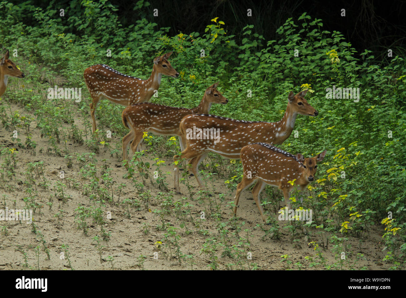 Spotted deer in Sundarbans, the largest mangrove forest in the world. Bangladesh. Stock Photo