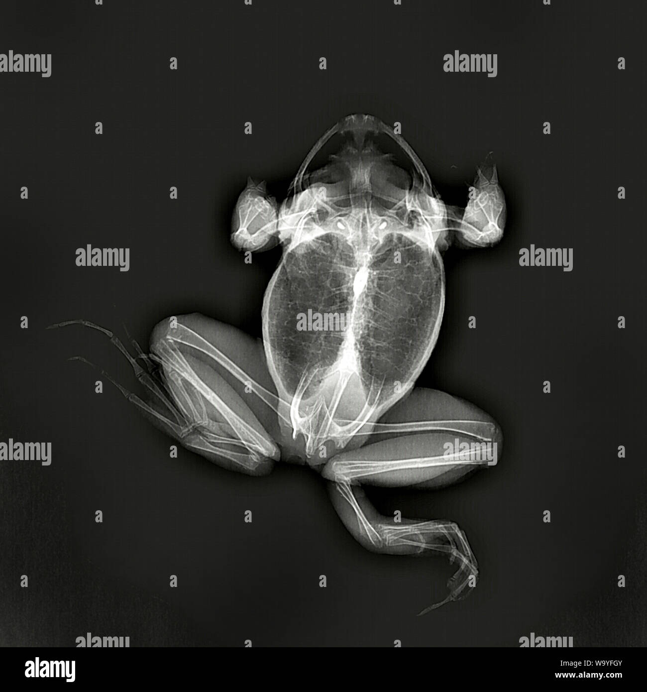 Toad, X-ray, creative perspective, photography, silhouette Stock Photo