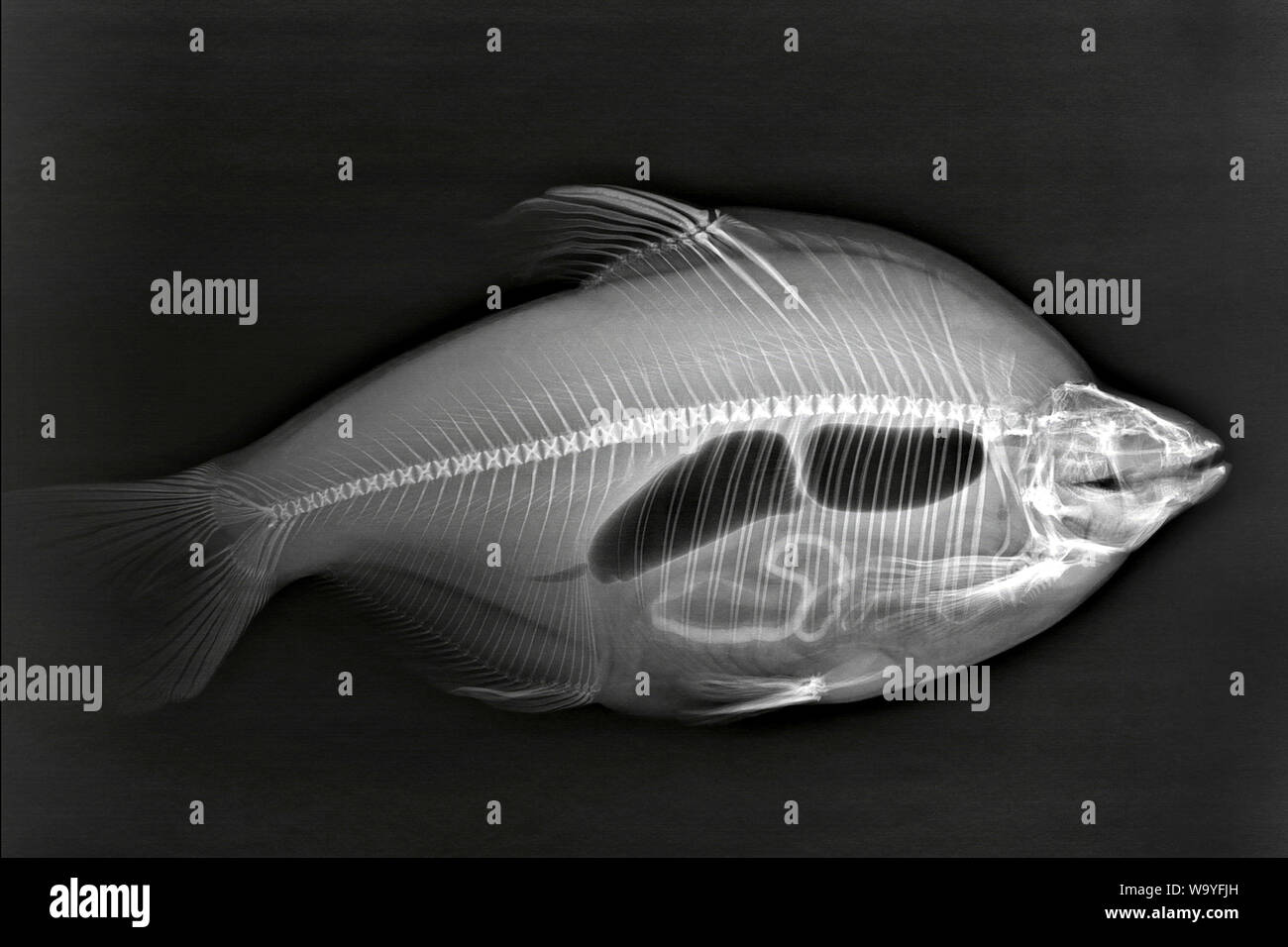 Wuchang fish under X-ray, X-ray, wuchang fish, silhouette Stock Photo