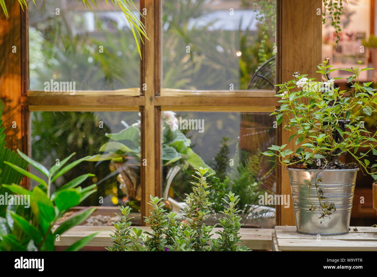 Green plants and trees in a garden with old vintage wooden window. Eco country living and rustic cozy home decoration. Stock Photo