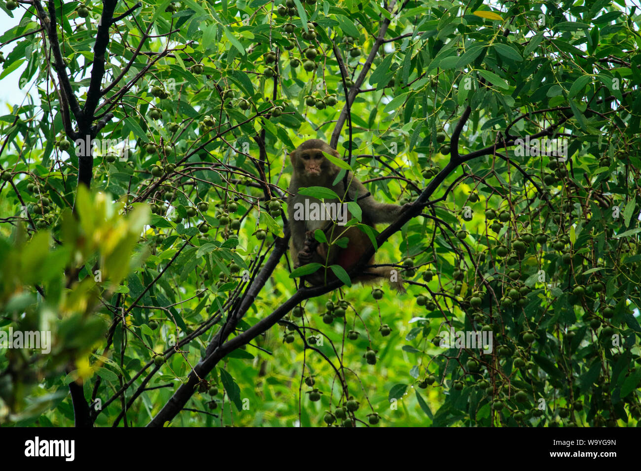 Mammals of bangladesh hi-res stock photography and images - Alamy