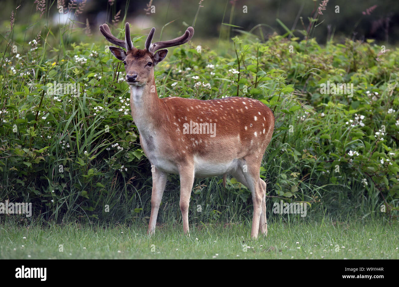 Fallow deer buck, Dama dama with antlers, white flowers in background Stock Photo
