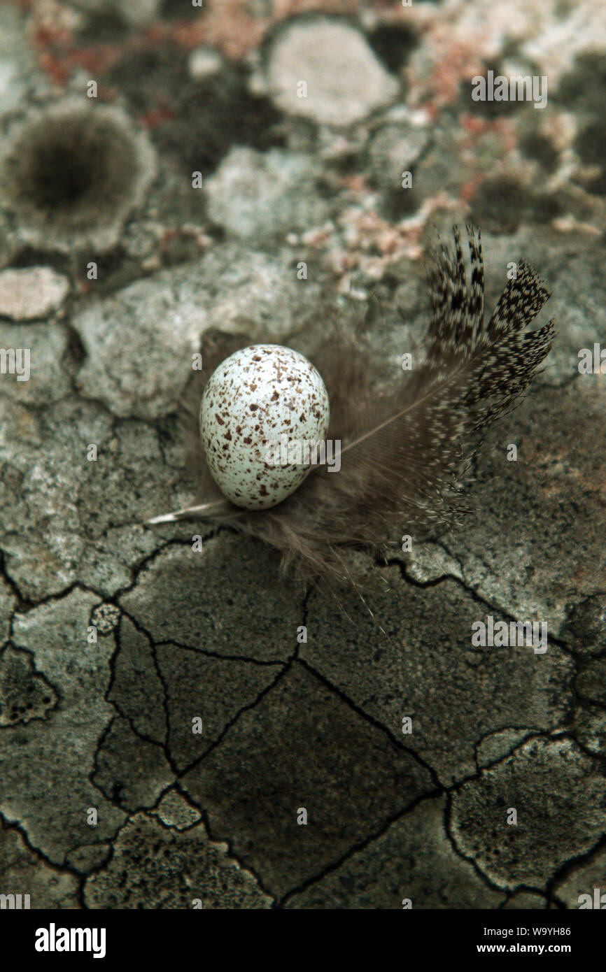 Guide to bird nests. The white Wagtail's nest (Motacilla alba) Tiny egg