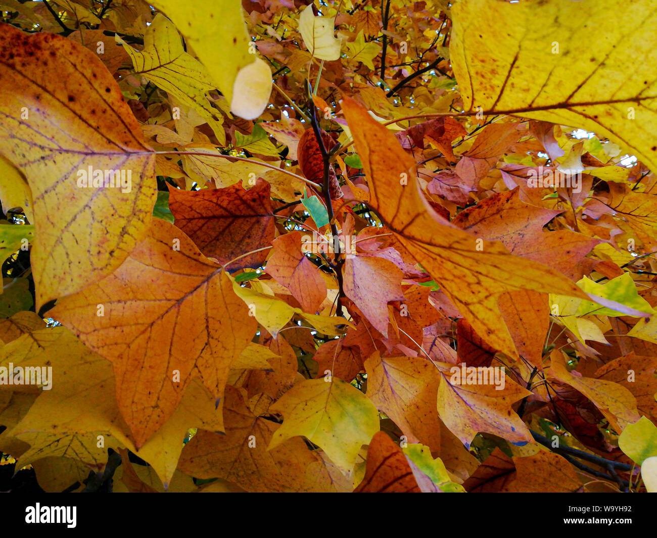 Group of leaves hires stock photography and images Alamy