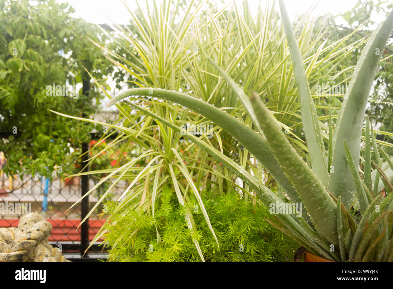 Spiky Agave variegated plant (Agave tequilana) with water on leaves