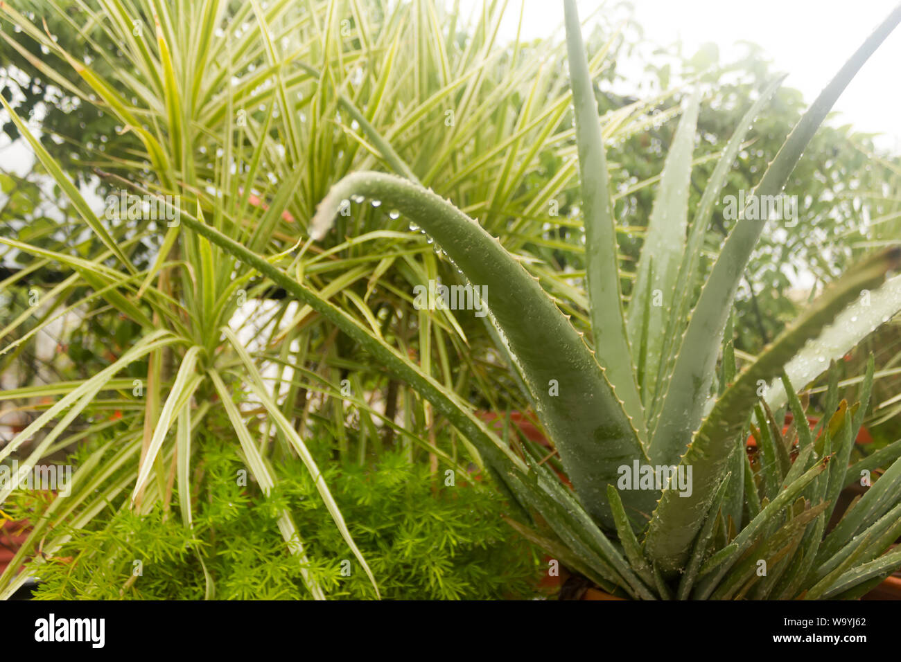Spiky Agave variegated plant (Agave tequilana) with water on leaves
