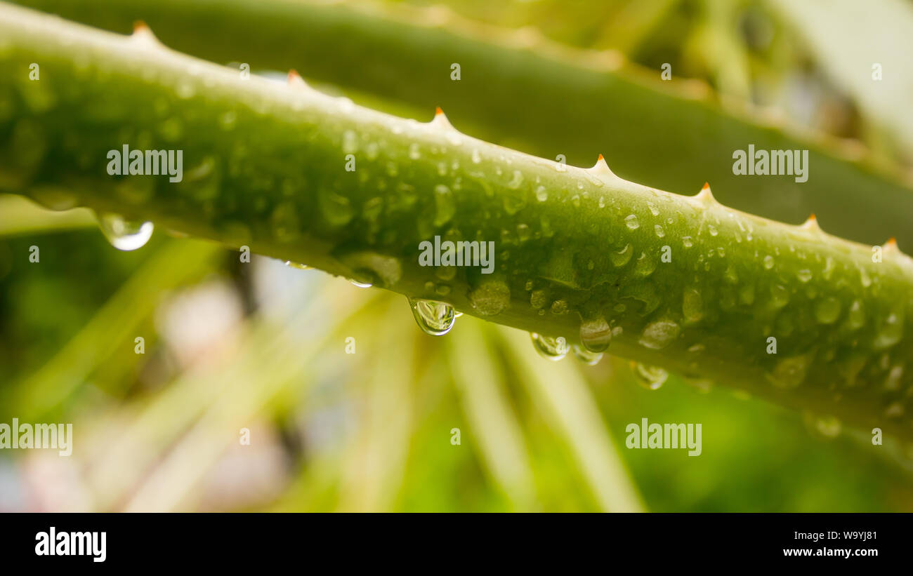 Spiky Agave variegated plant (Agave tequilana) with water on leaves