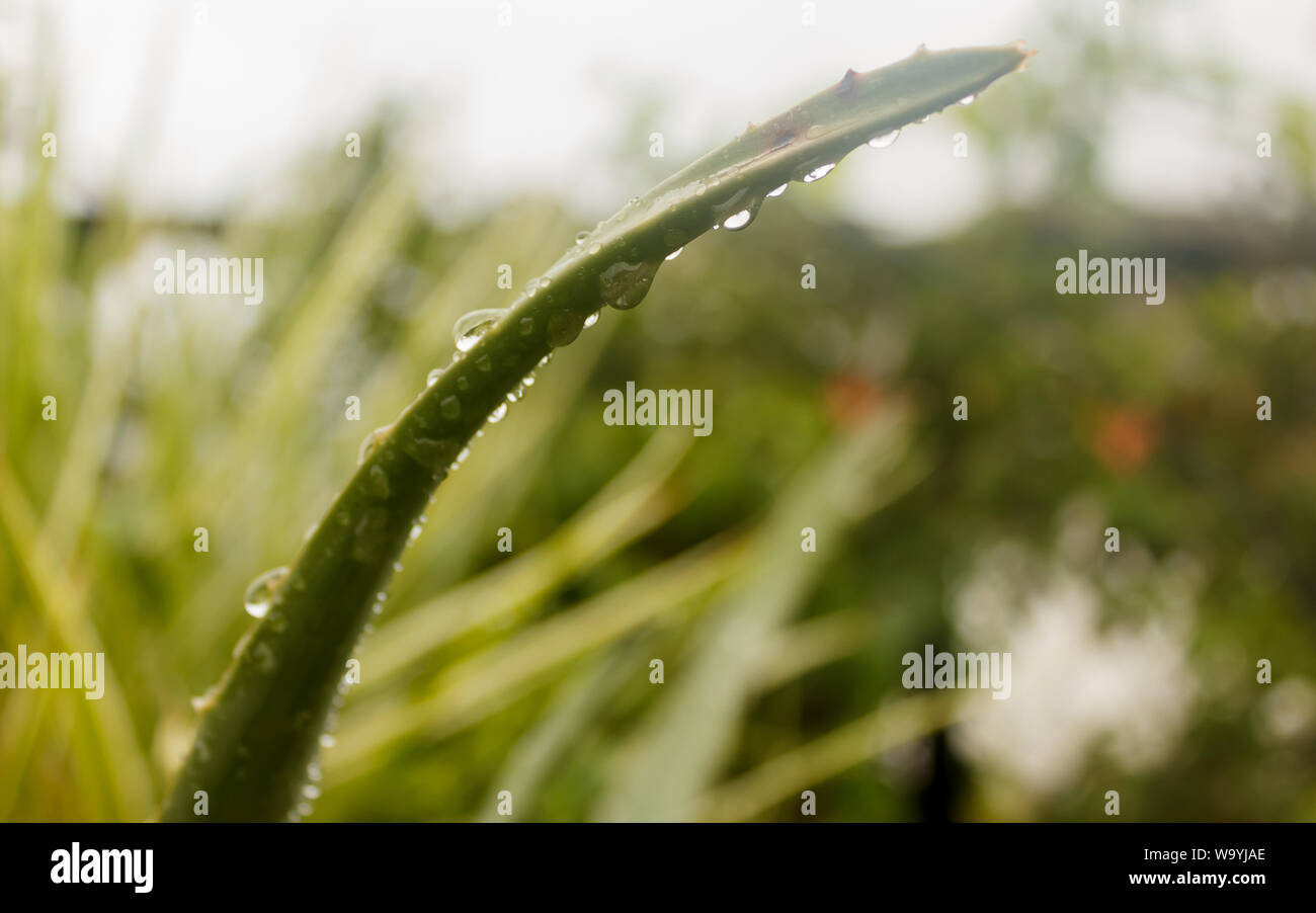 Spiky Agave variegated plant (Agave tequilana) with water on leaves
