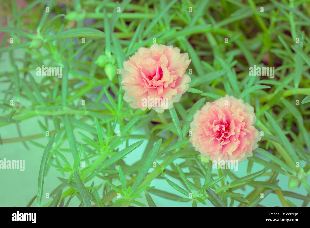 Page 3 Green Purslane Portulaca High Resolution Stock Photography And Images Alamy