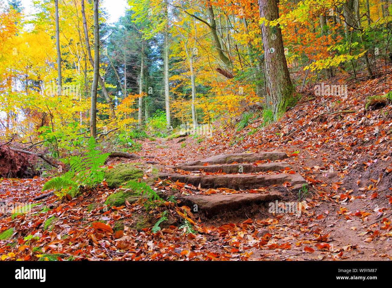 Palatine Forest Germany Rhineland Palatinate High Resolution Stock ...
