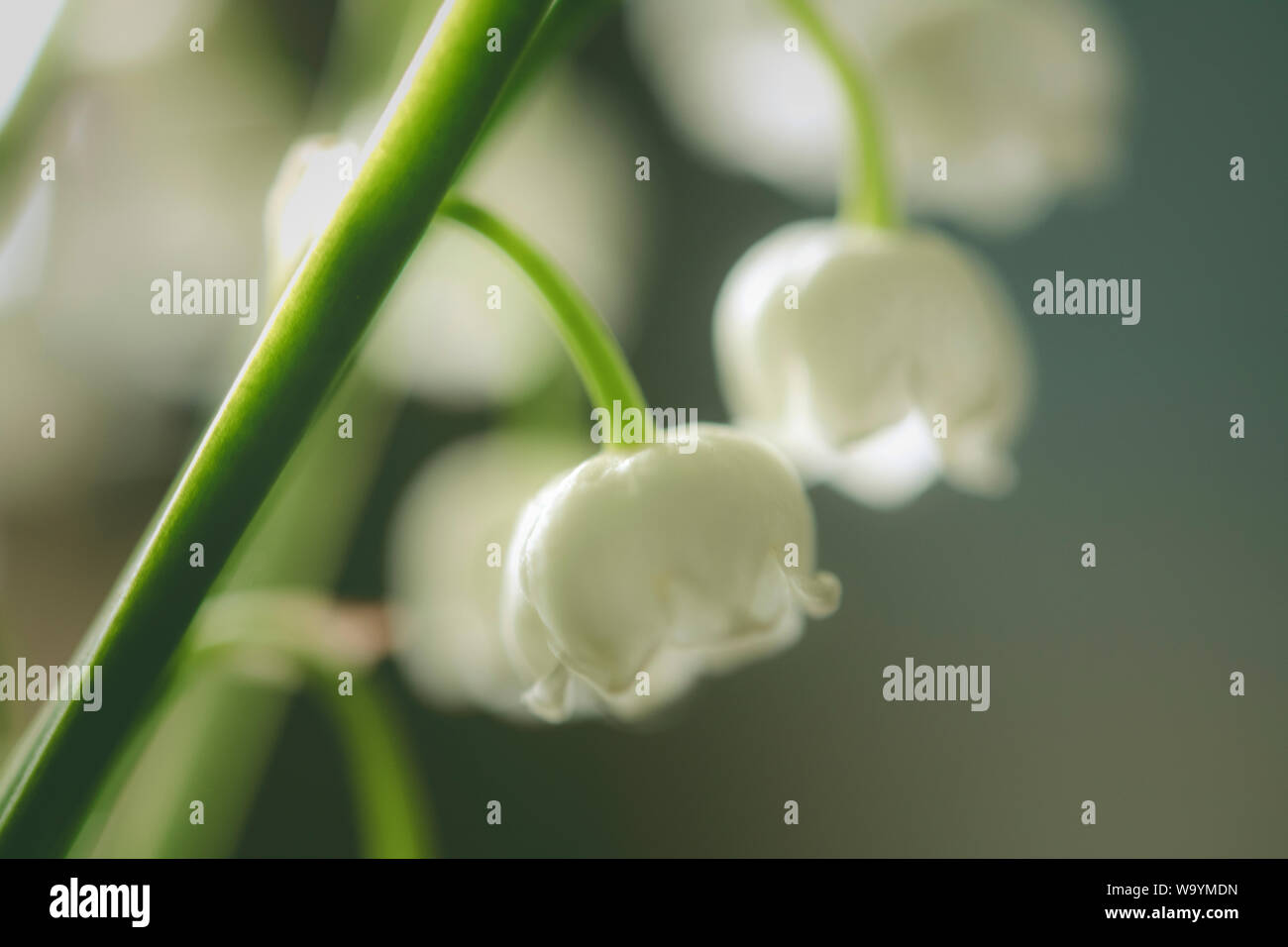 Lily of the valley flowers Stock Photo