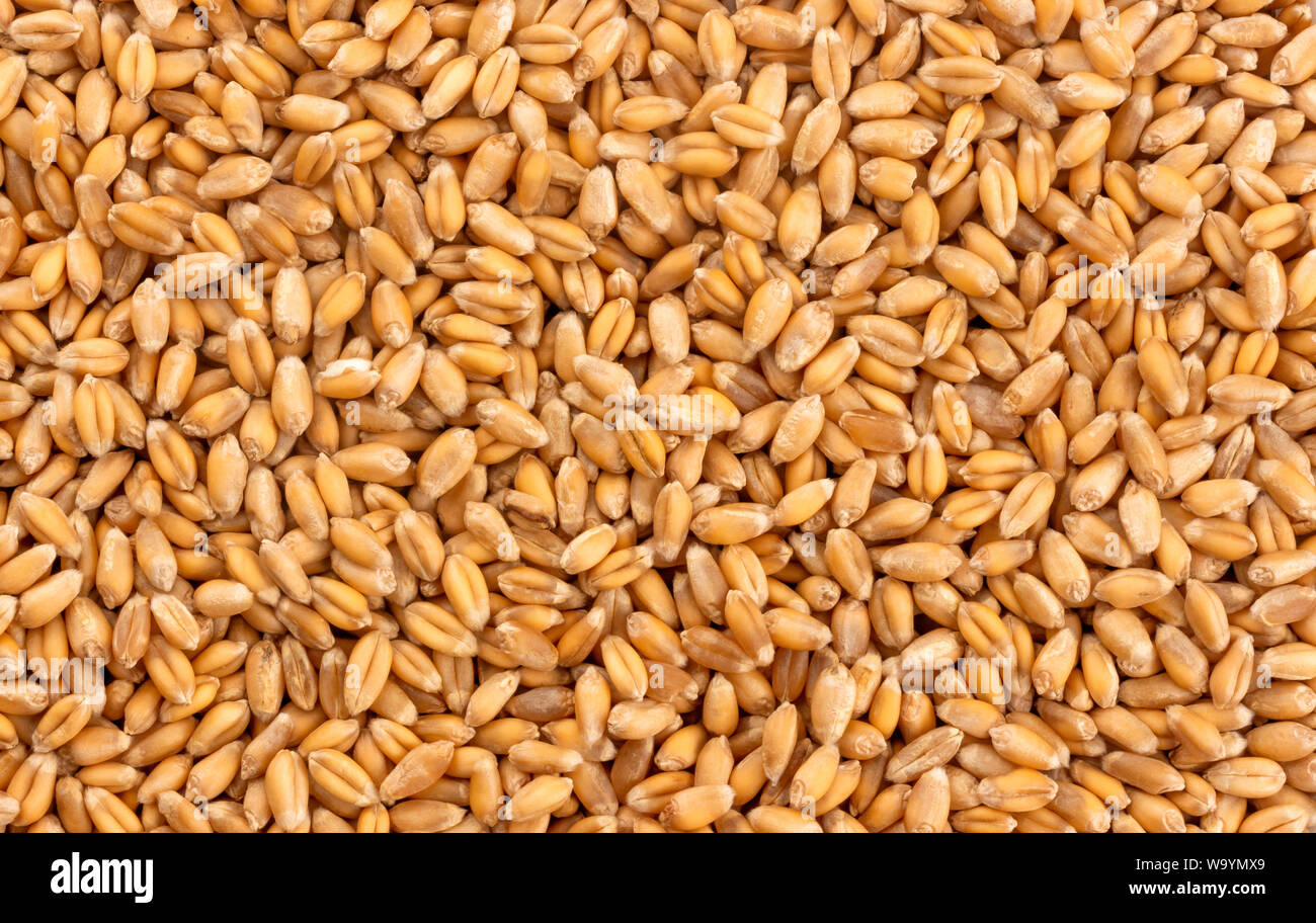 Wheat grains background, seeds texture Stock Photo