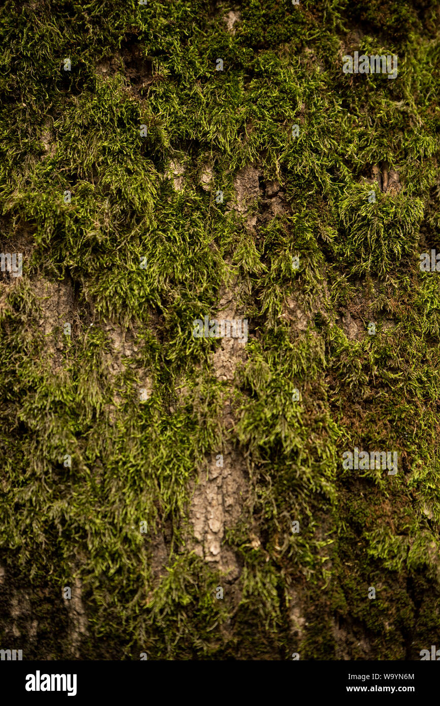Tree bark with green moss grown on it with amazing details and texture Stock Photo