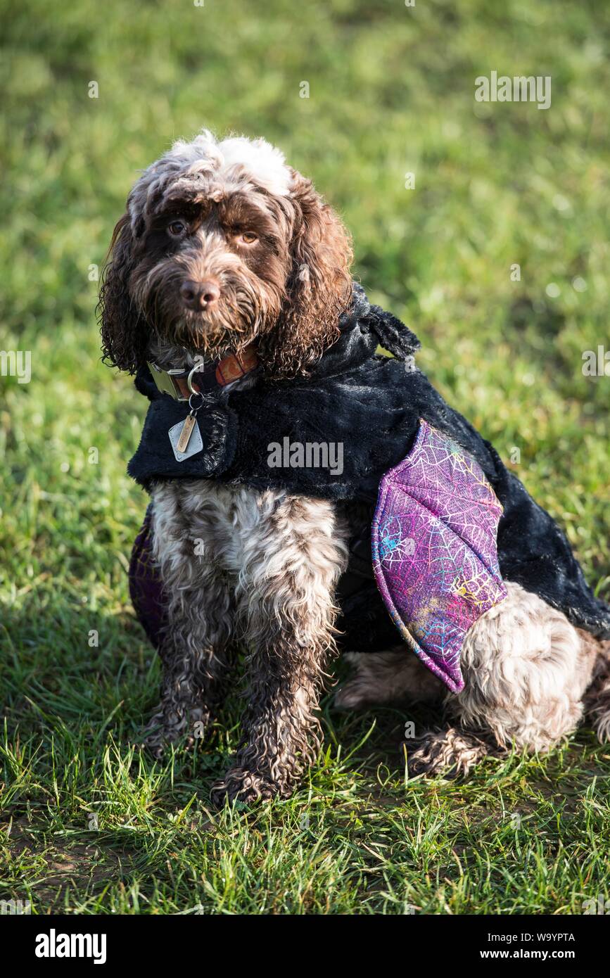 Cockapoo fancy dress online