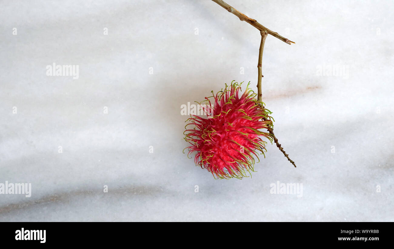 A single red rambutan fruit still attached to the branch, with a marble background. Stock Photo